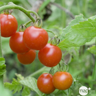 Plants de tomates 'Supersweet' 100 F1 bio : barquette de 3 plants